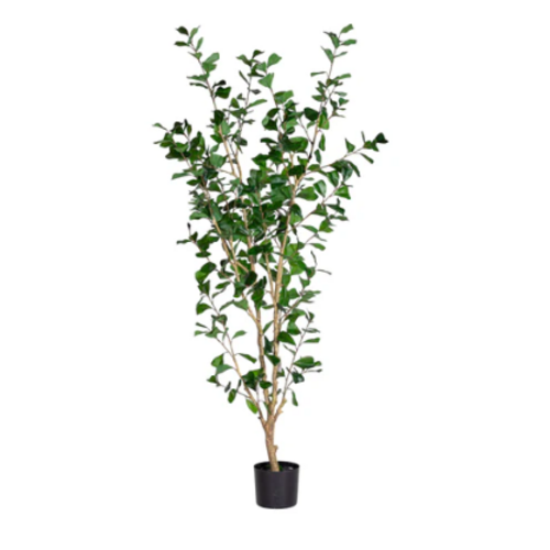 Triangle Ficus Tree 6'