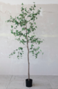 Faux Ficus Tree