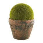6" Moss Ball Small Pot Topiary