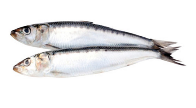 Big Country Raw BCR - Whole Sardines - 1lb