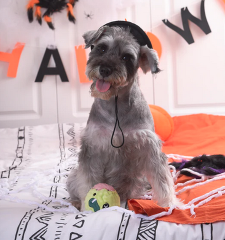 Hugsmart Hugsmart - Super Ball  Howloween - Zombie