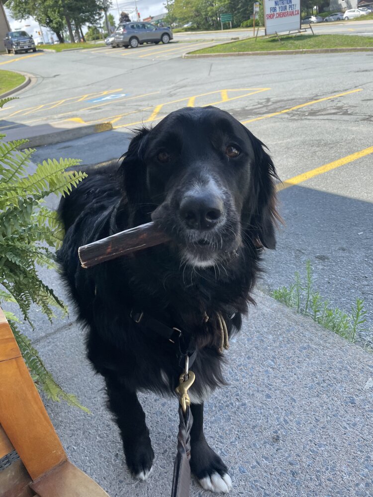 Nature's Own Nature's Own - Arthrostick - 6"