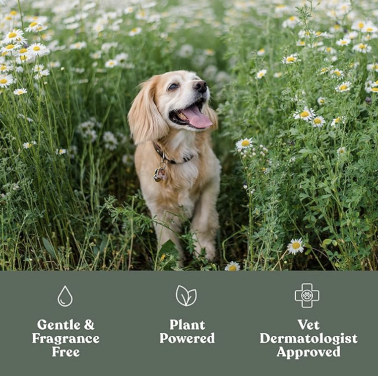 Dandylion Dandylion - Clean Paws Foaming Cleanser - 150ml