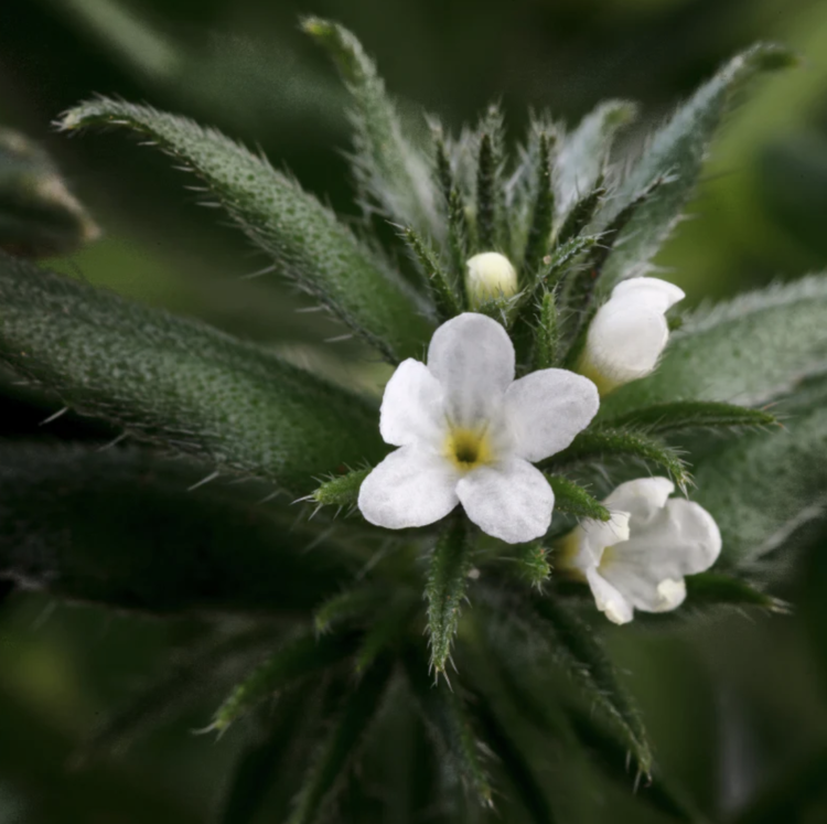 Blends for Life Blends for Life - Ahiflower Seed Oil - 8oz