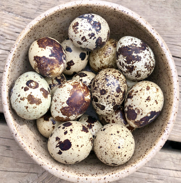 Big Country Raw BCR - Frozen Quail Eggs - 18pk