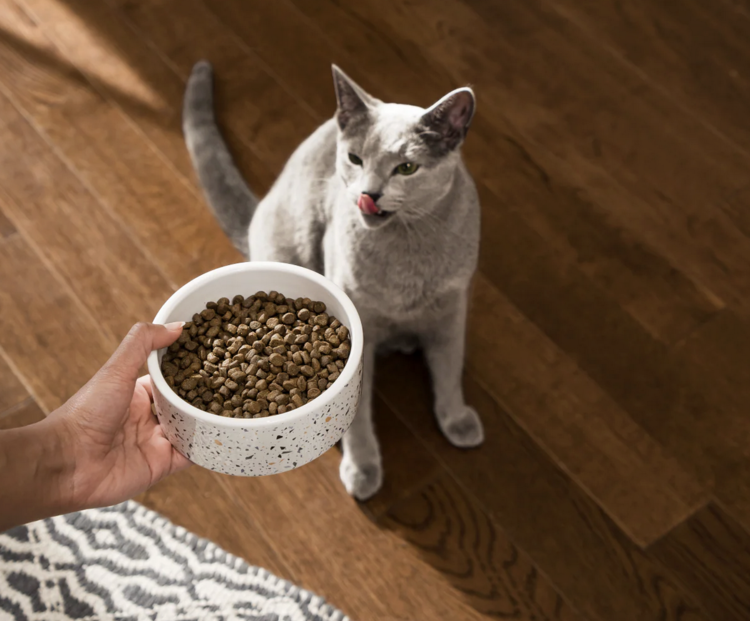 Open Farm Open Farm - CAT - Whitefish