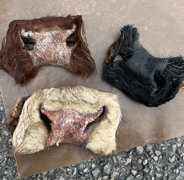 Proper K9 Proper K9 - Beef Snout - 1pc