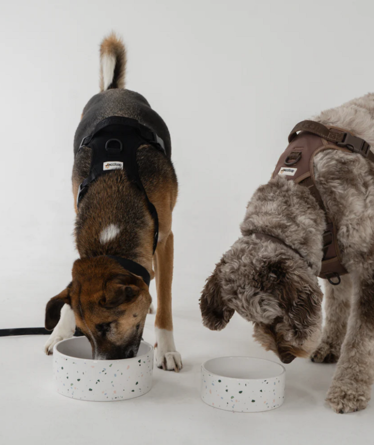 Dexy Paws Dexy Paws - Ceramic Bowl - Terrazo