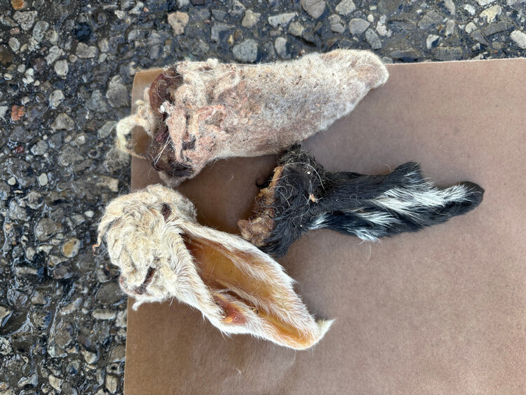 Proper K9 Proper K9 - Lamb Ear w/Fur - 1pc