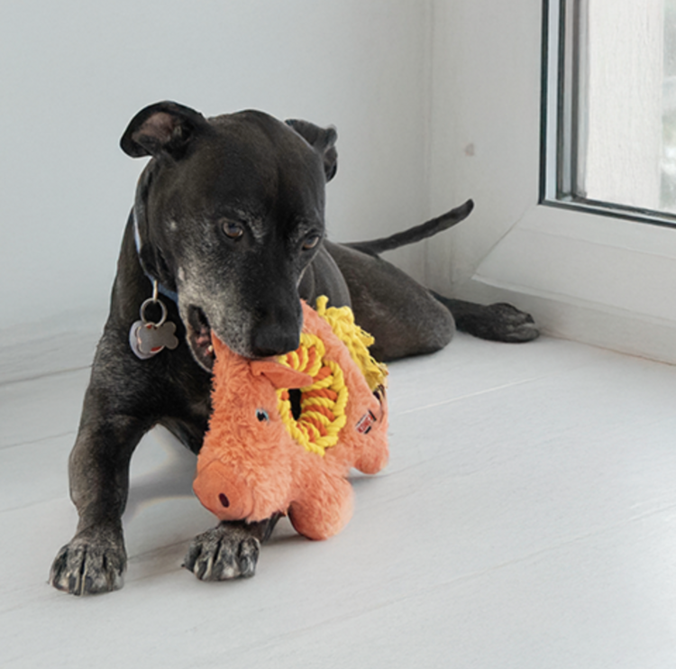 Kong Kong - Ringaroos - Pig