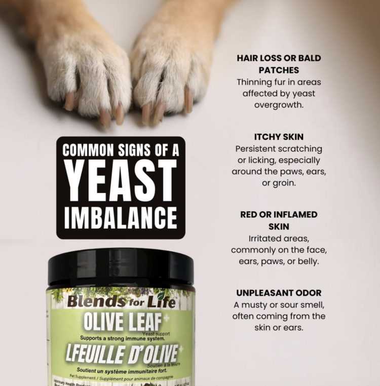 Blends for Life Blends for Life - Olive Leaf+