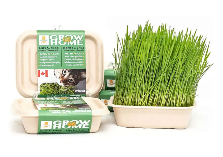 Fog Farms Fog Farms - Grass Kit - Wheatgrass - 200g