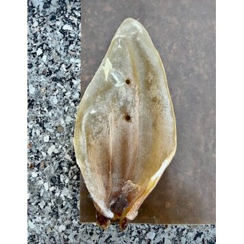 Nature's Own Nature's Own  - Cow Ear - XL - 1pc