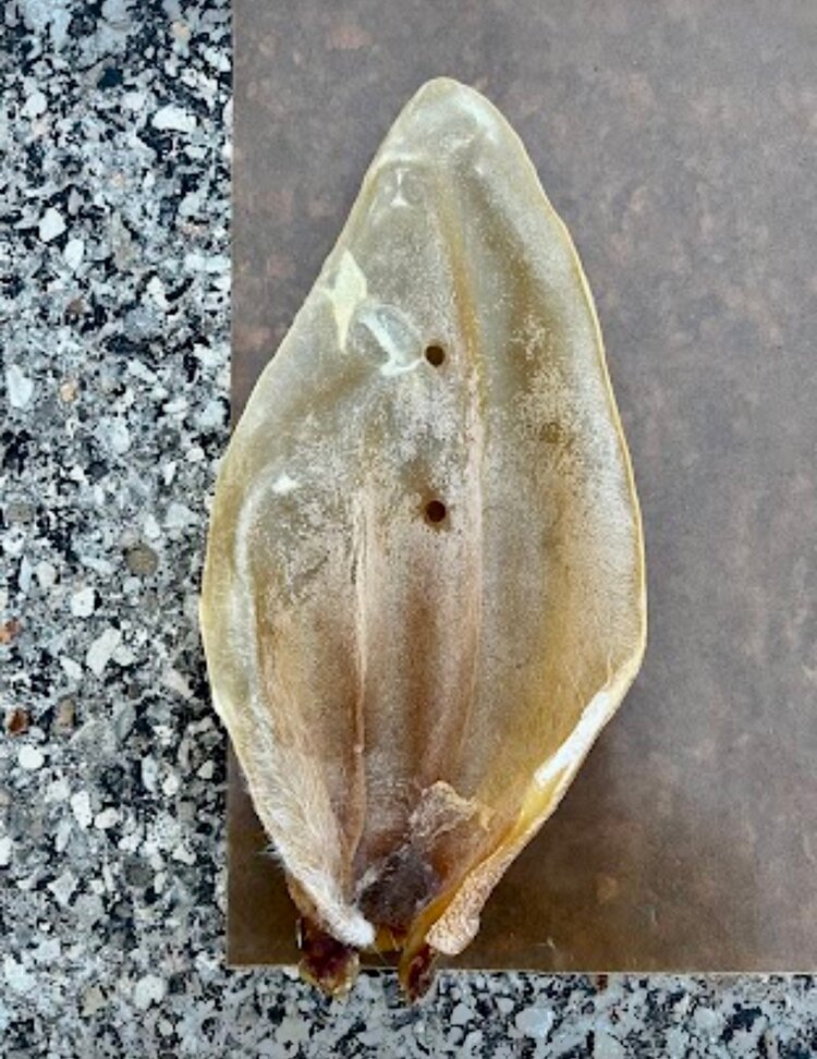 Nature's Own Nature's Own  - Cow Ear - XL - 1pc