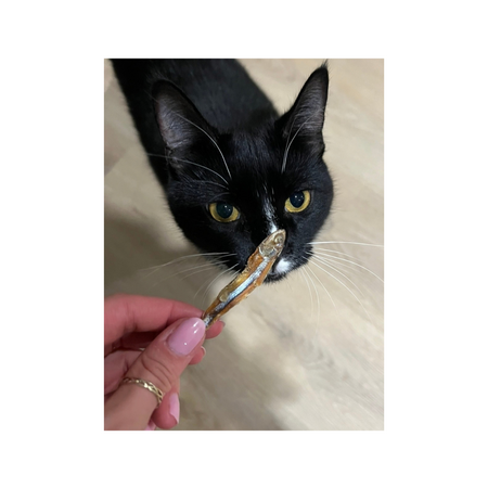 Shop Cat