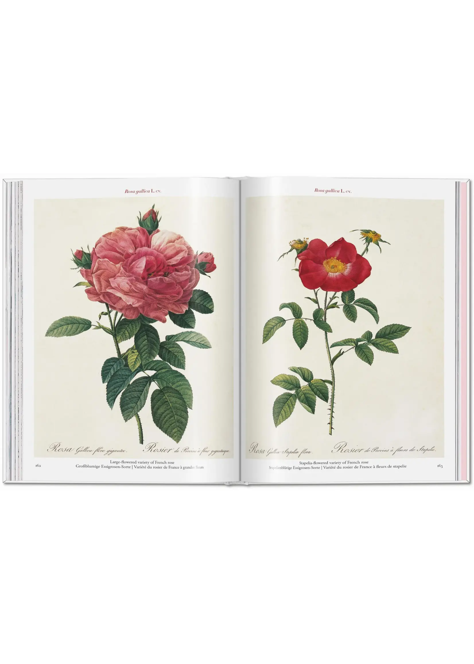 Roses