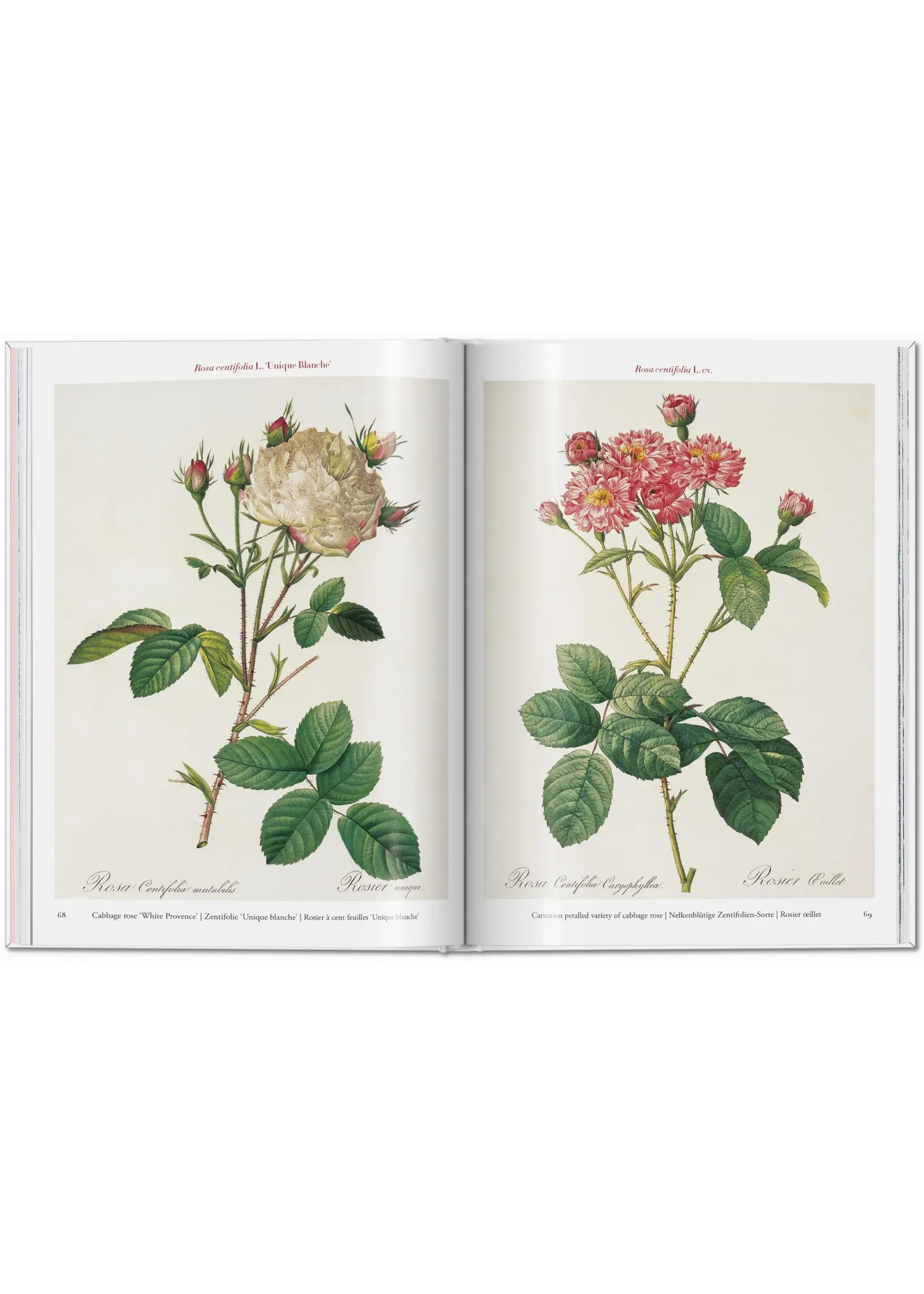 Roses - Taschen