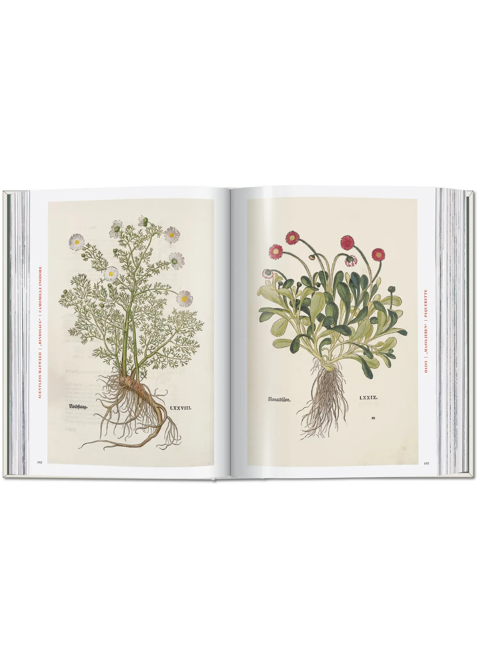 Leonhart Fuchs. The New Herbal