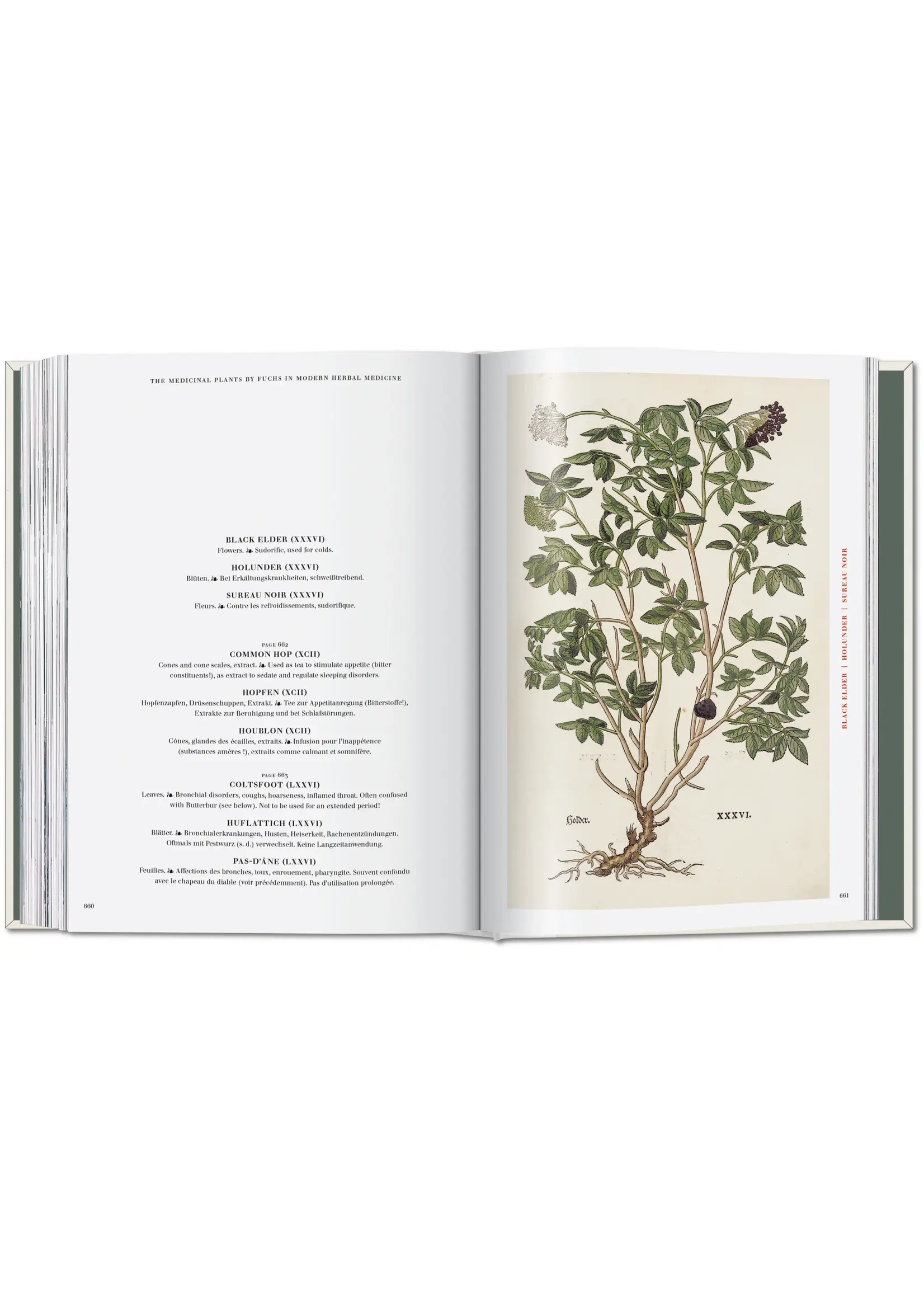 Leonhart Fuchs. The New Herbal
