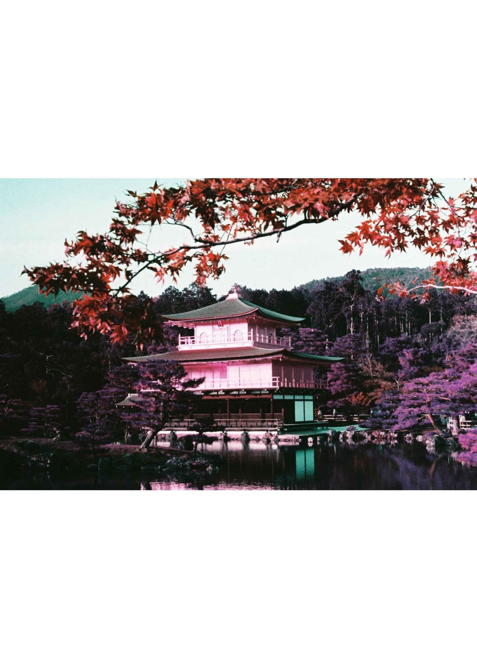 Lomography 2021 LomoChrome Purple Pétillant 35 mm ISO 100–