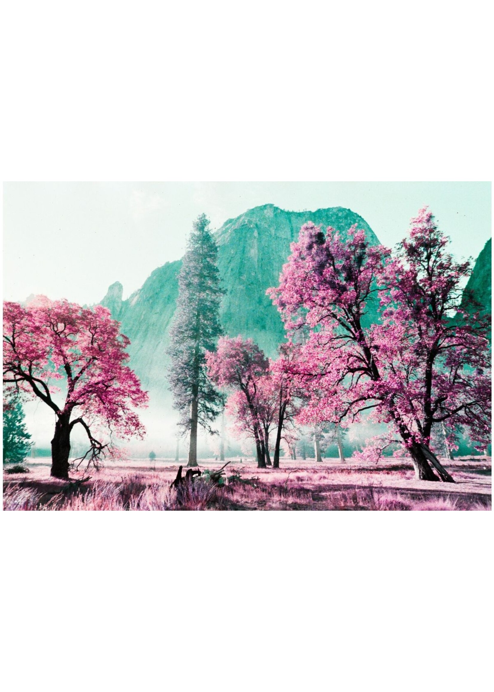 Lomography 2021 LomoChrome Purple Pétillant 35 mm ISO 100–