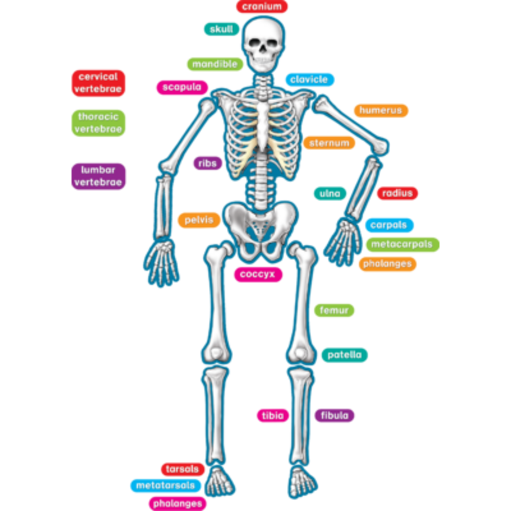 TEACHER CREATED RESOURCES Human Skeleton Magnetic Accents