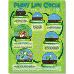 NORTH STAR TEACHER RESOURCES Plant Life Cycle Quick-Study Poster