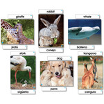 NORTH STAR TEACHER RESOURCES Animal Families Photo Language Cards