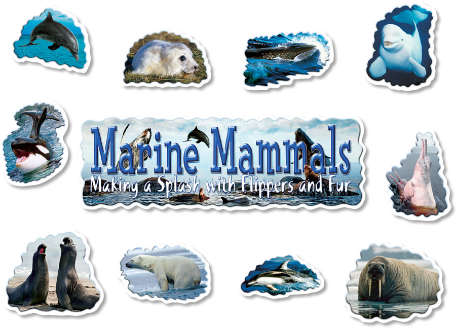 Marine Mammals Mini Bulletin Board - Educational Outfitters