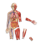 LEARNING RESOURCES INC Double-Sided Magnetic Human Body