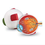 LEARNING RESOURCES INC Soft Foam Cross-Section Eye Model