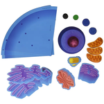 LEARNING RESOURCES INC Giant Magnetic Animal Cell