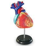 LEARNING RESOURCES INC Anatomy Model - Heart