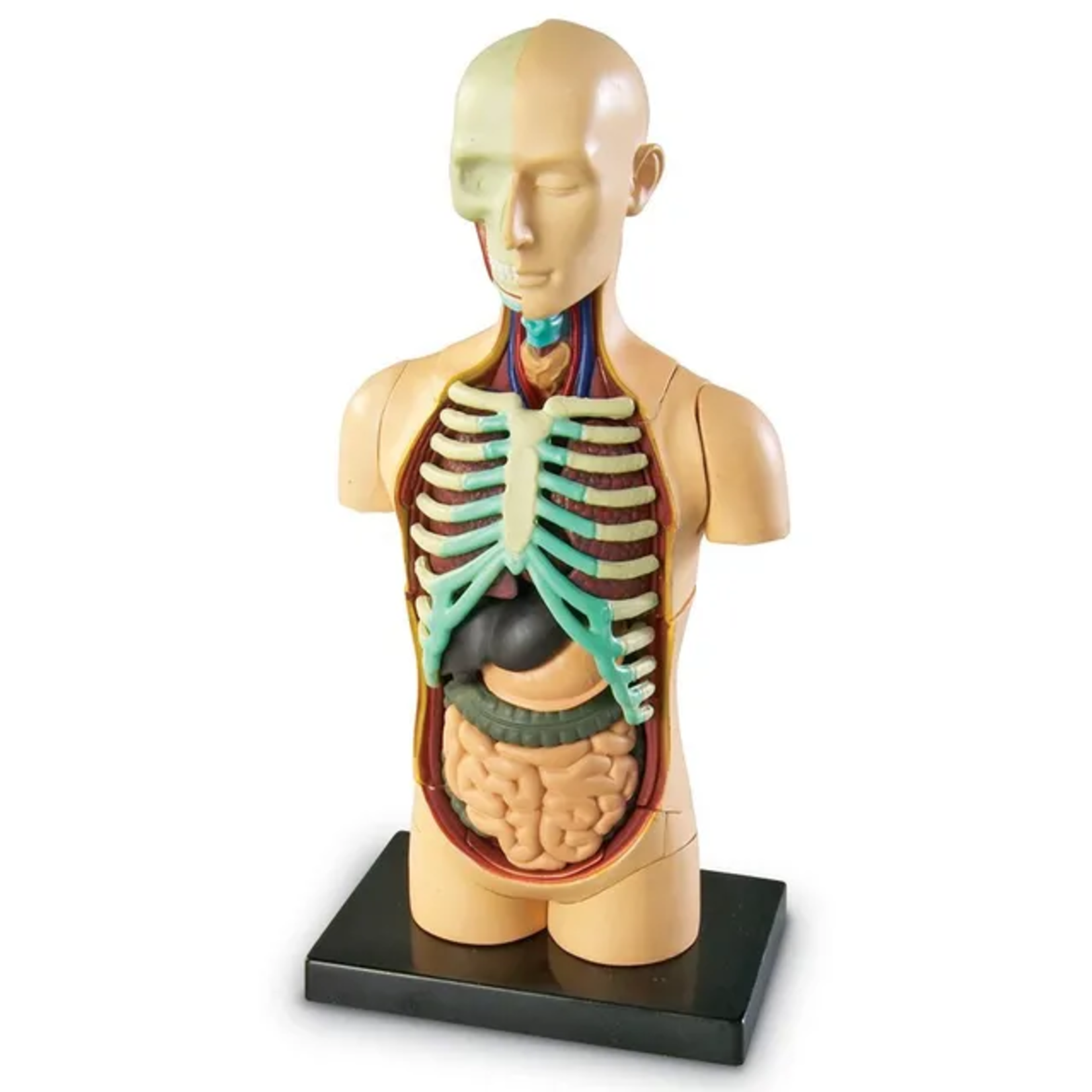 LEARNING RESOURCES INC Anatomy Model - Human Body