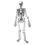 LEARNING RESOURCES INC Skeleton Foam Floor Puzzle