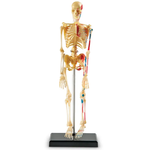 LEARNING RESOURCES INC Anatomy Model - Skeleton