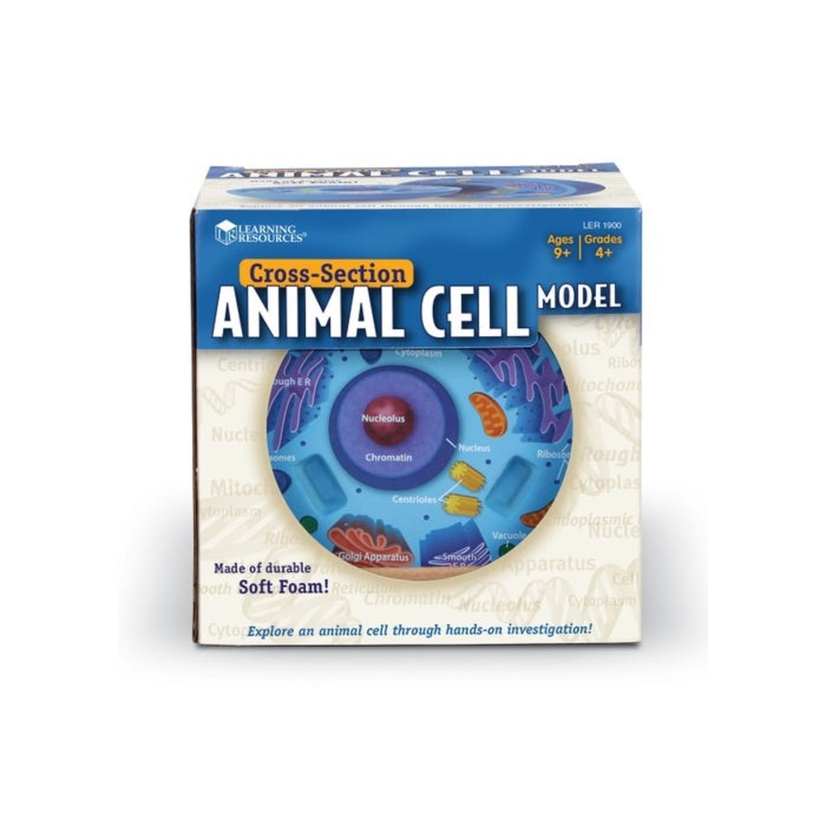 LEARNING RESOURCES INC Soft Foam Cross-Section Animal Cell Model