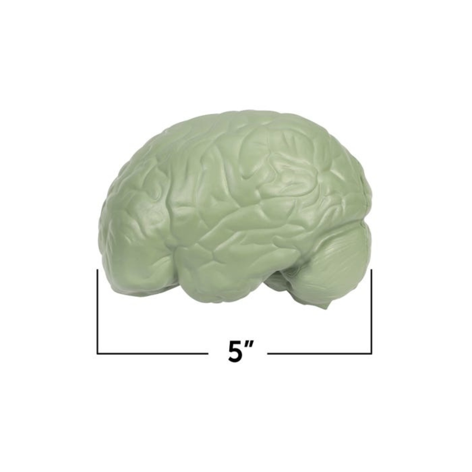 LEARNING RESOURCES INC Cross-Section Human Brain Model