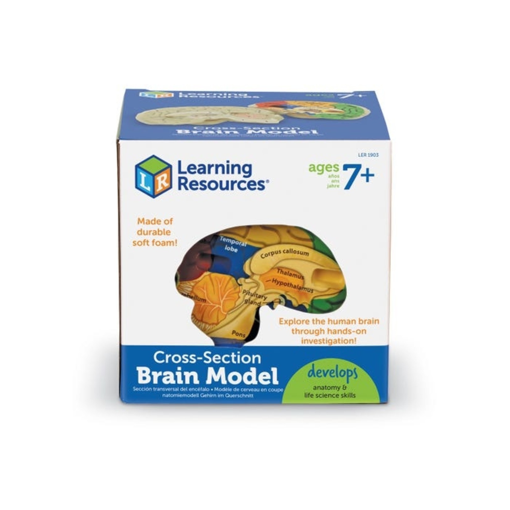 LEARNING RESOURCES INC Cross-Section Human Brain Model