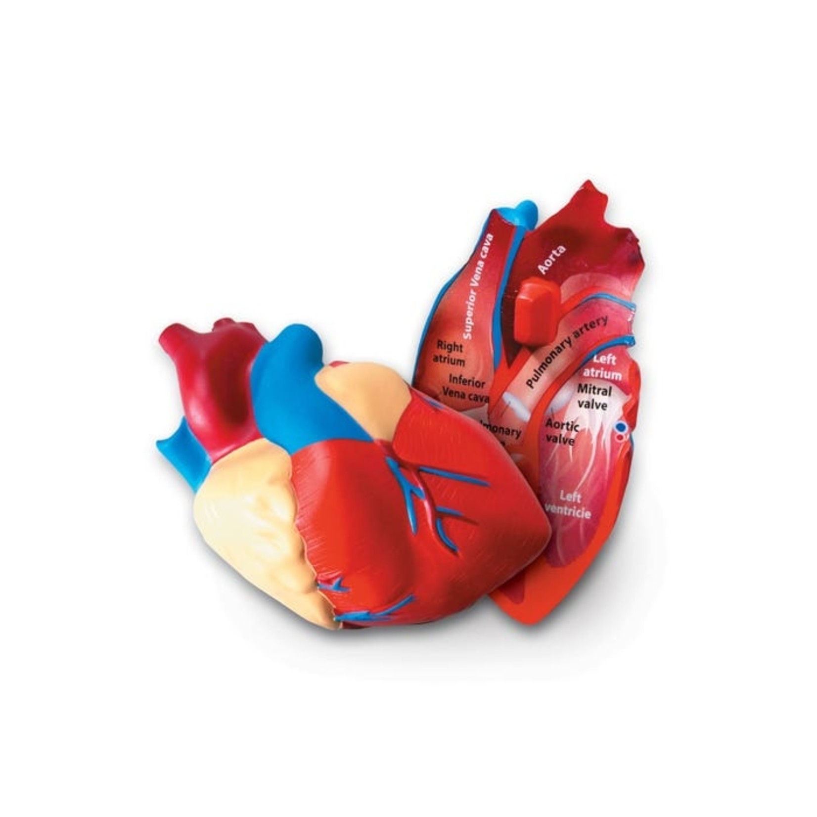 LEARNING RESOURCES INC Cross-Section Human Heart Model