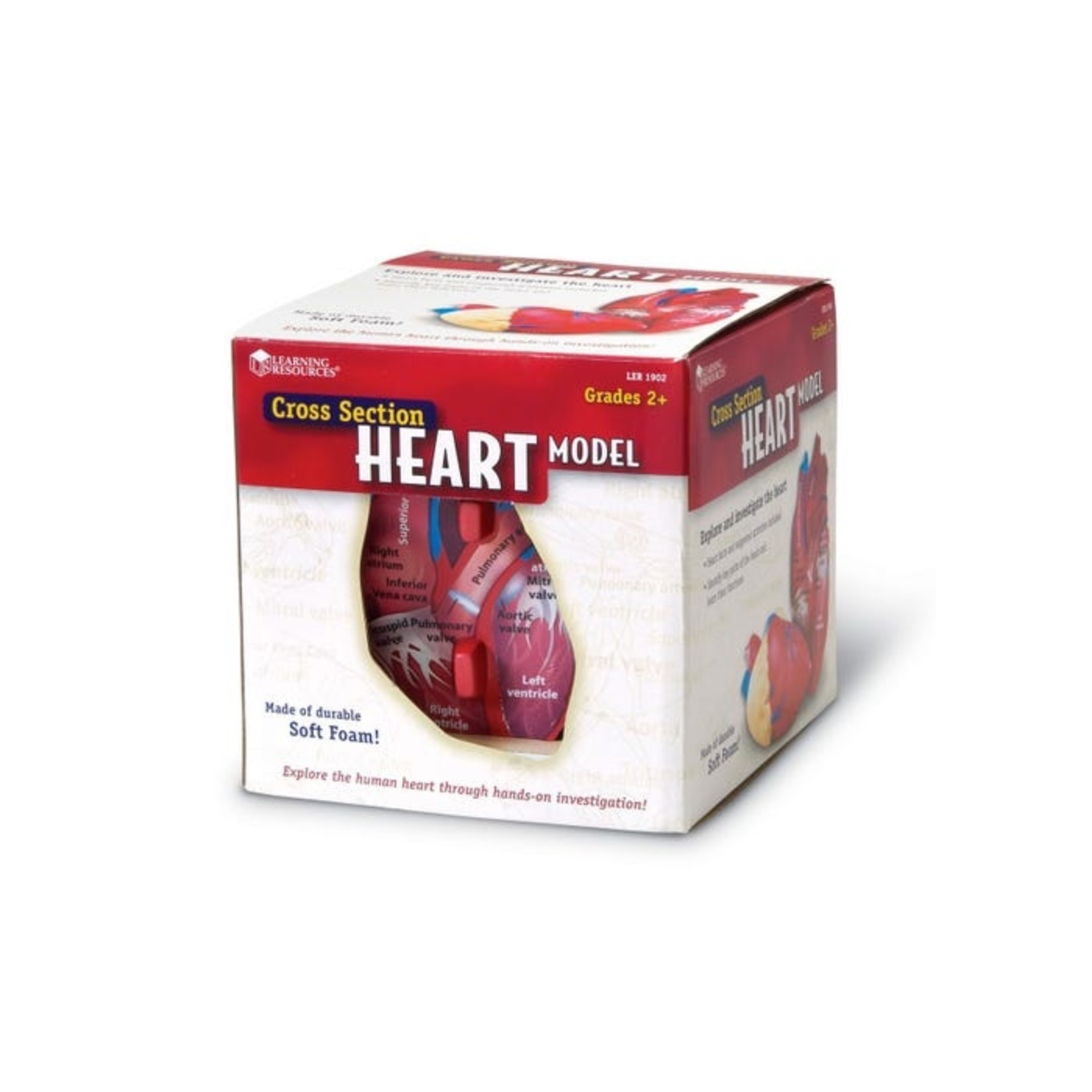 LEARNING RESOURCES INC Cross-Section Human Heart Model