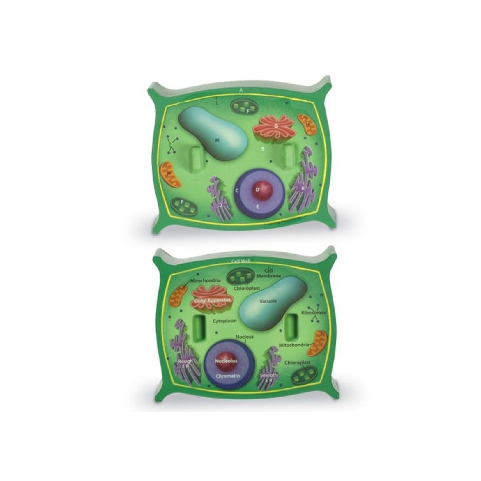 LEARNING RESOURCES INC Soft Foam Cross-Section Plant Cell Model