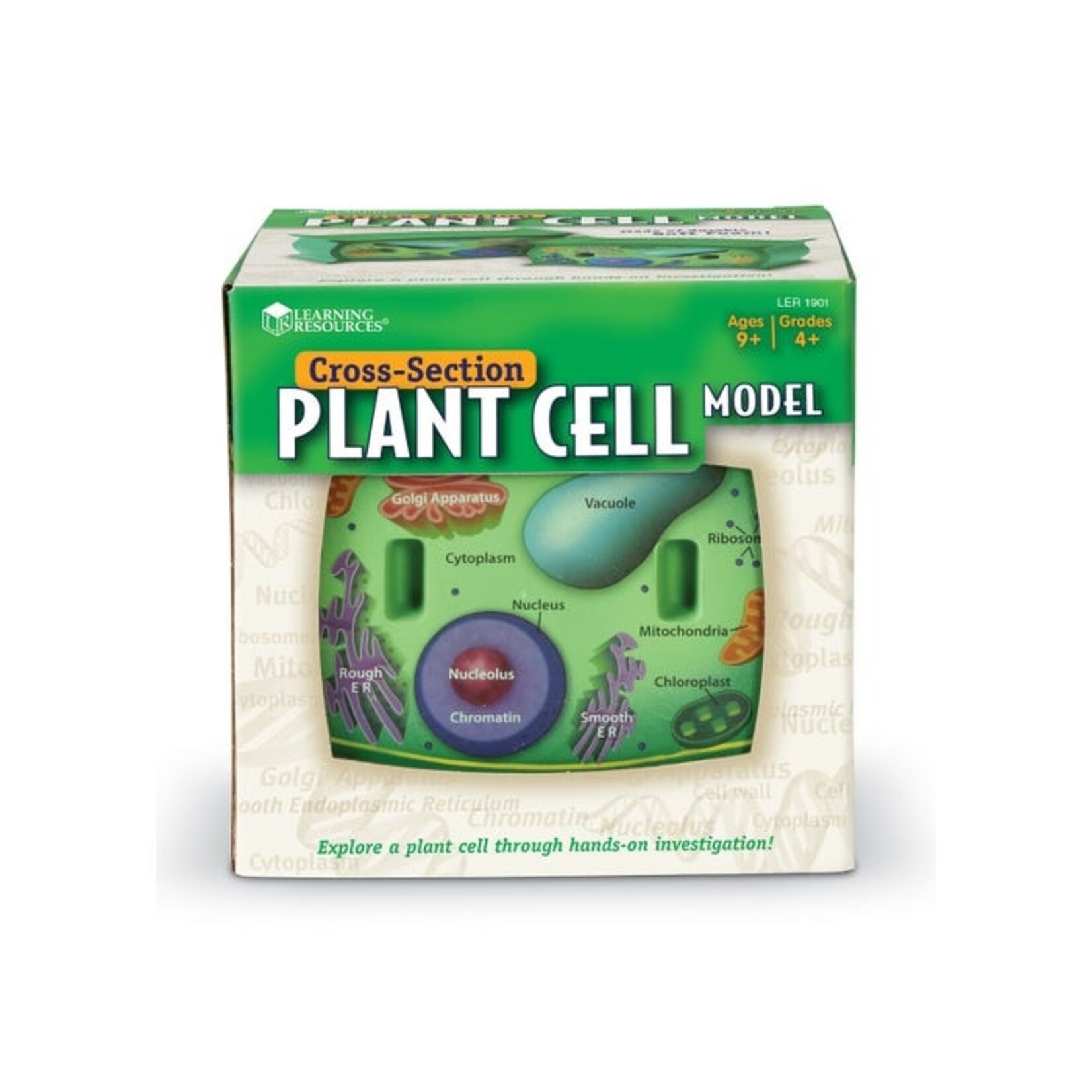 LEARNING RESOURCES INC Soft Foam Cross-Section Plant Cell Model