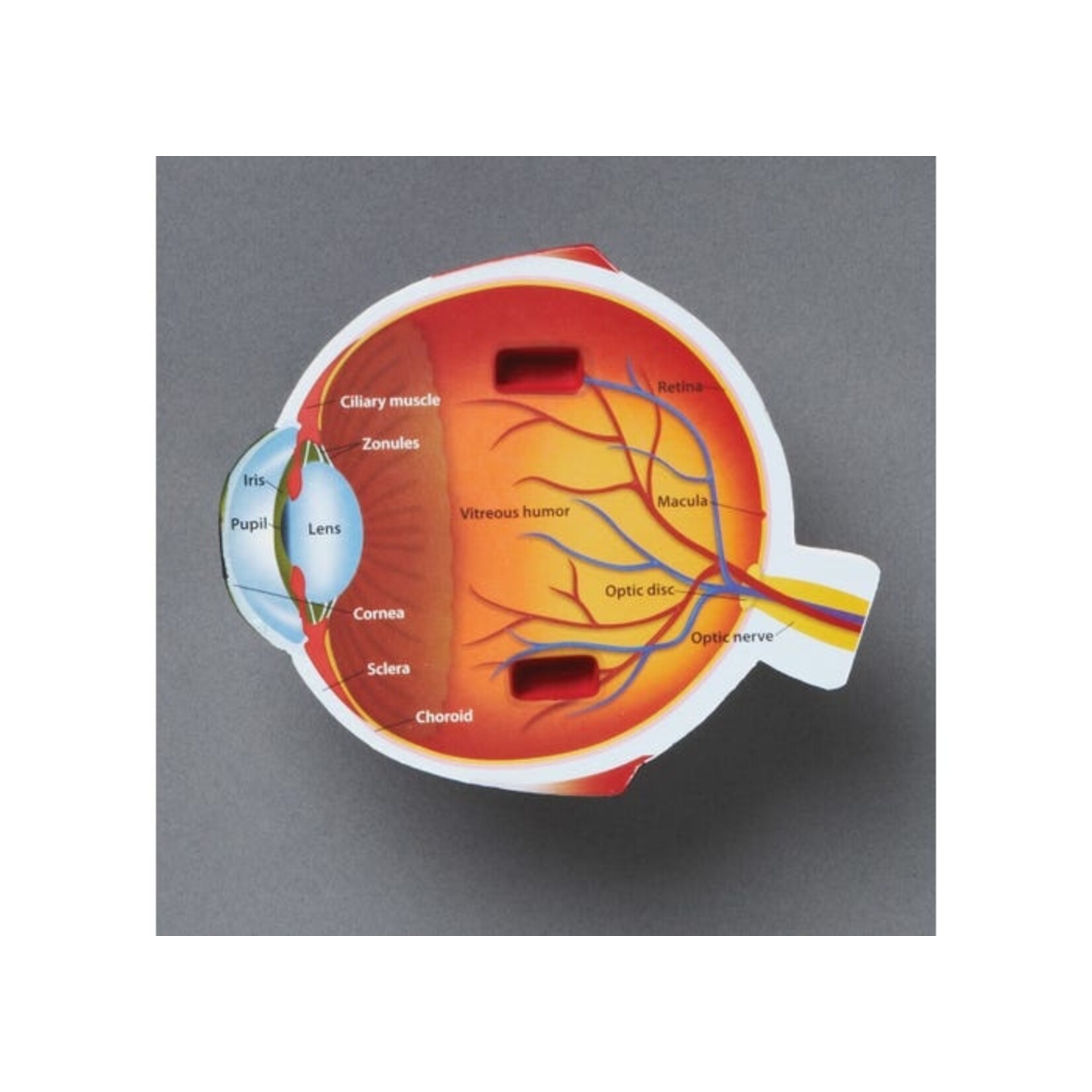 LEARNING RESOURCES INC Soft Foam Cross-Section Eye Model