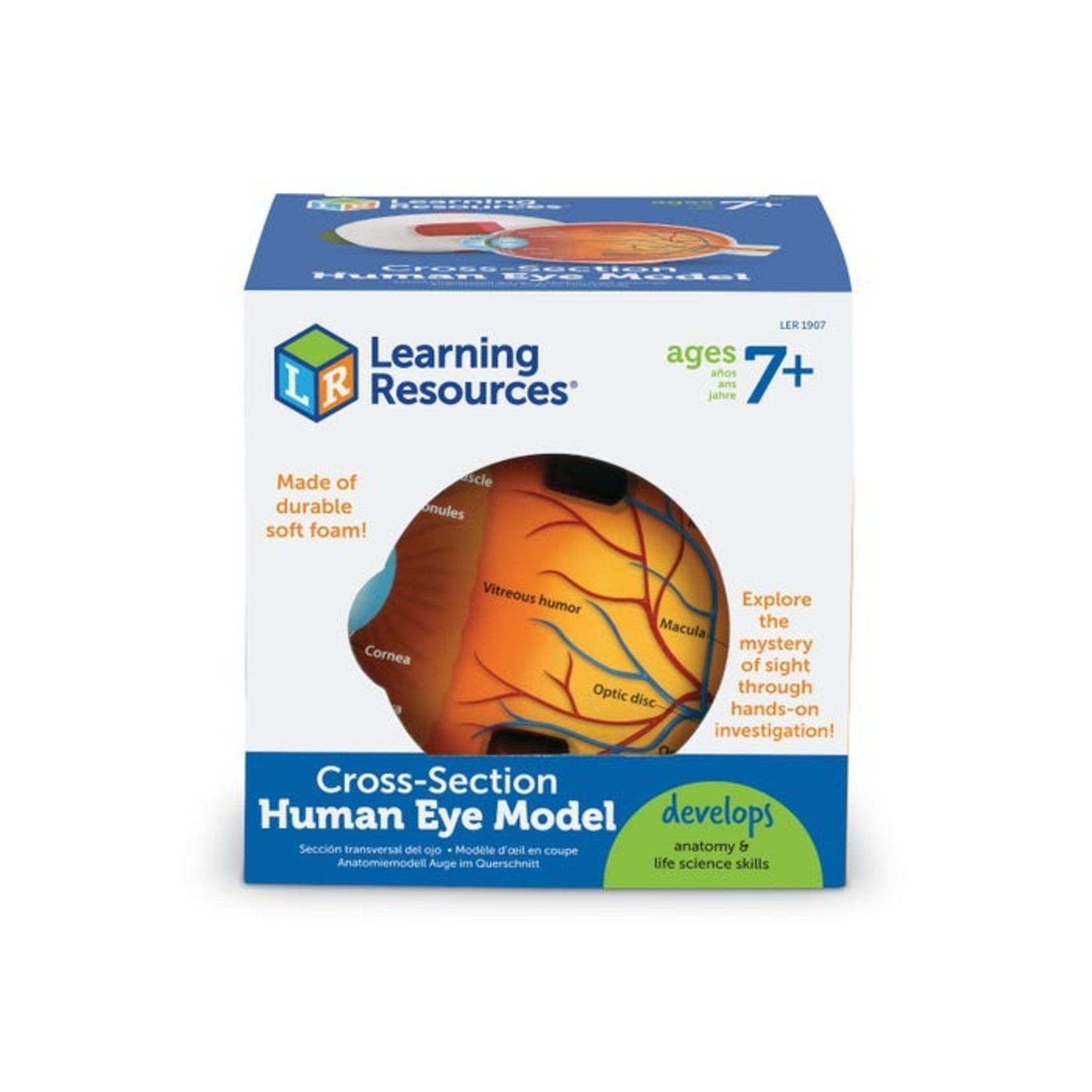 LEARNING RESOURCES INC Soft Foam Cross-Section Eye Model