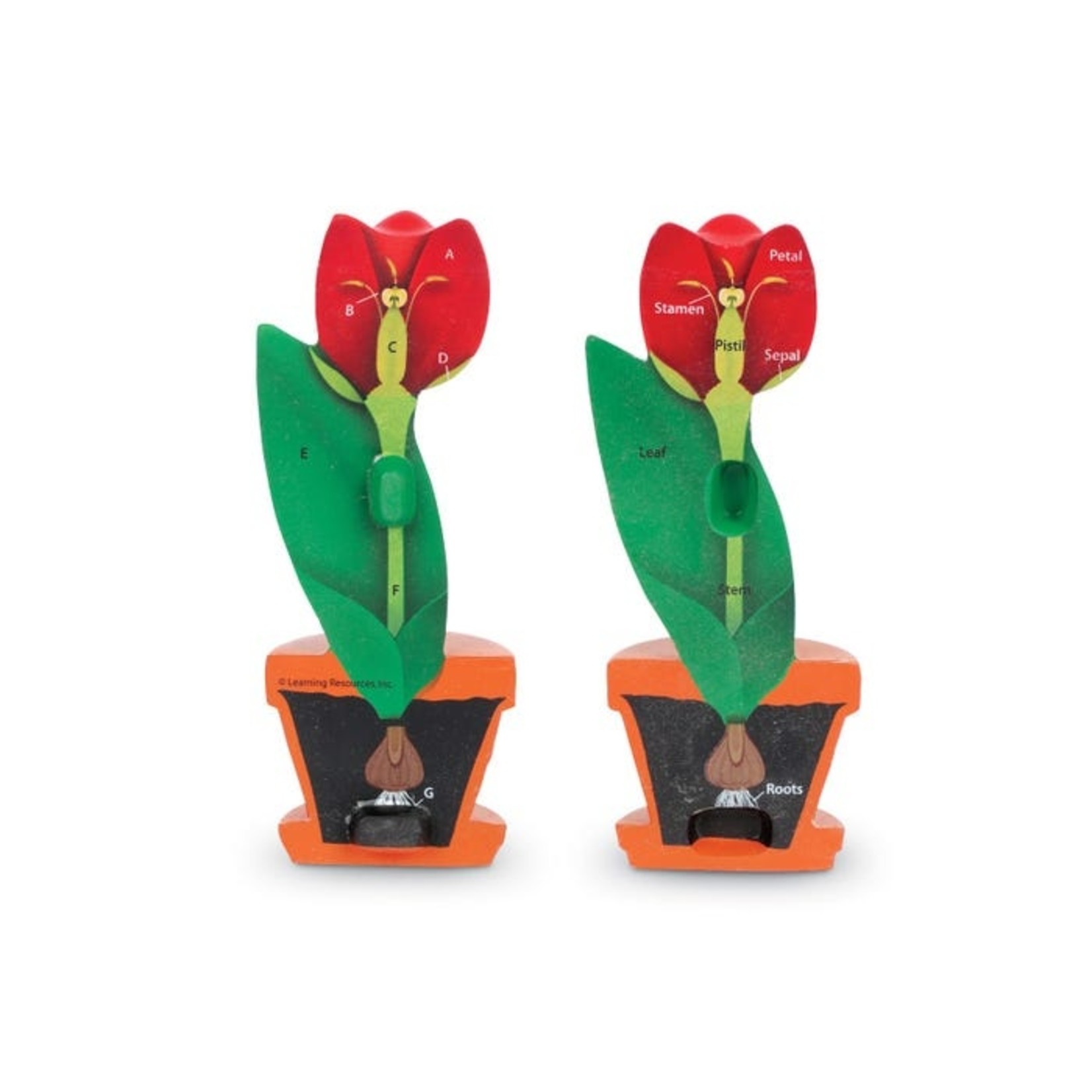 LEARNING RESOURCES INC Soft Foam Cross-Section Flower Model