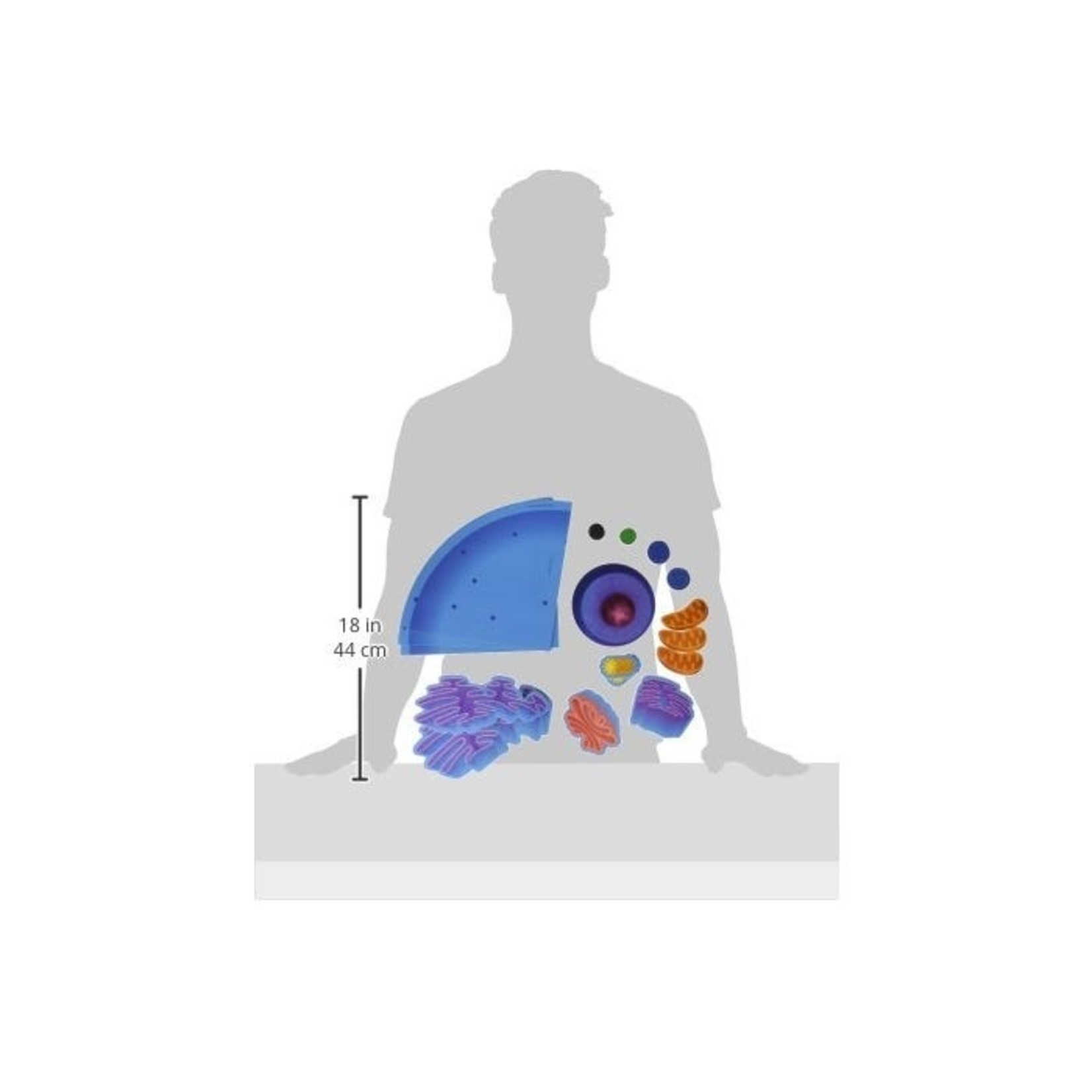 LEARNING RESOURCES INC Giant Magnetic Animal Cell
