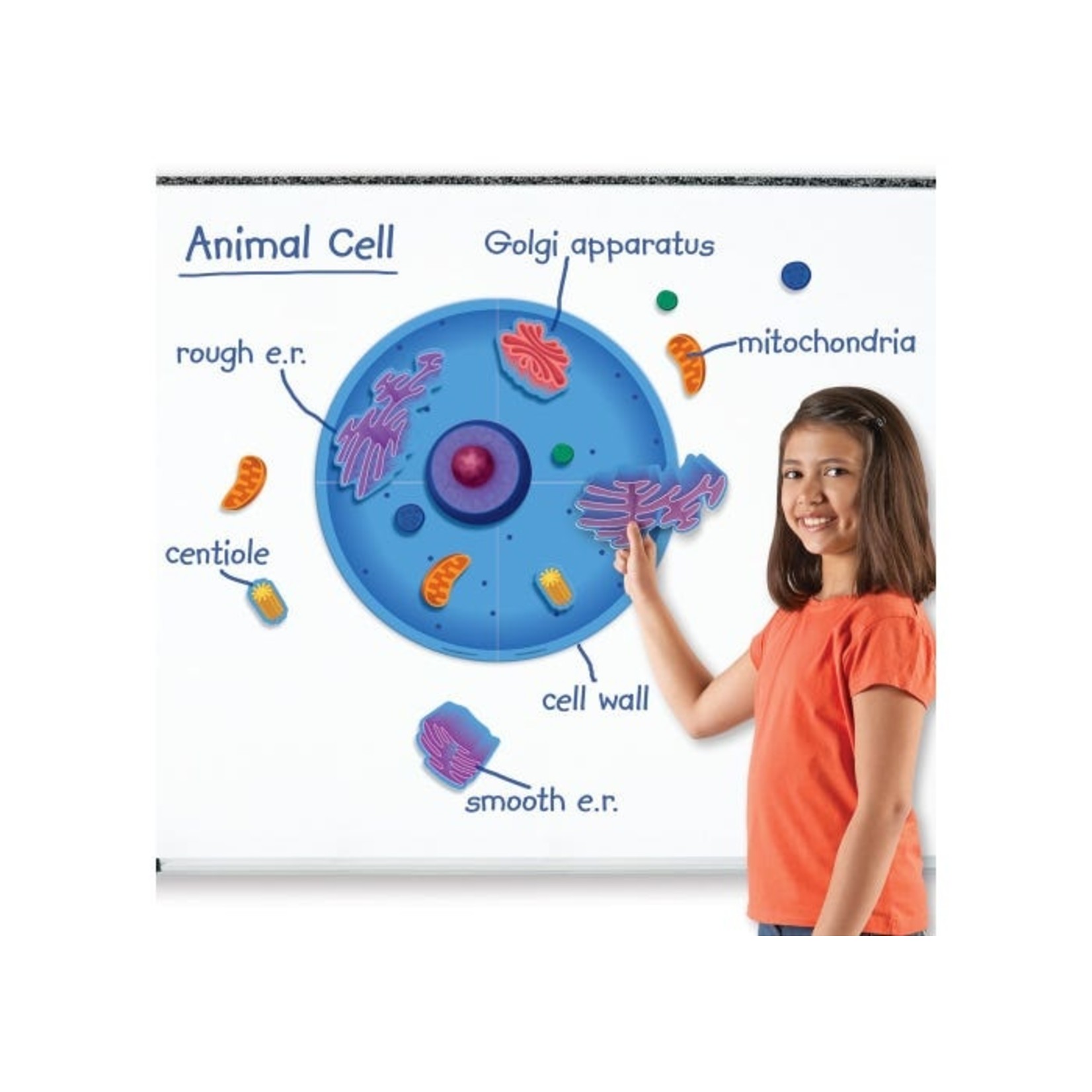 LEARNING RESOURCES INC Giant Magnetic Animal Cell