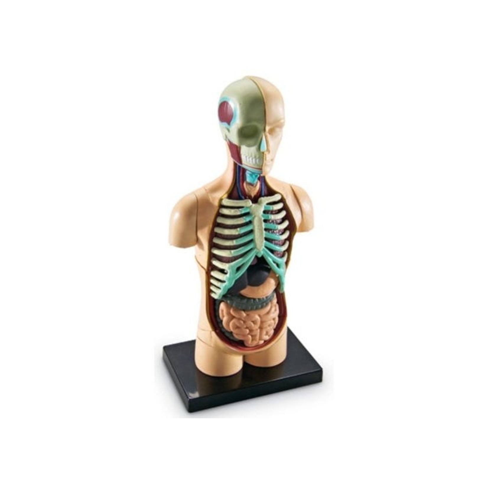 LEARNING RESOURCES INC Anatomy Model - Human Body