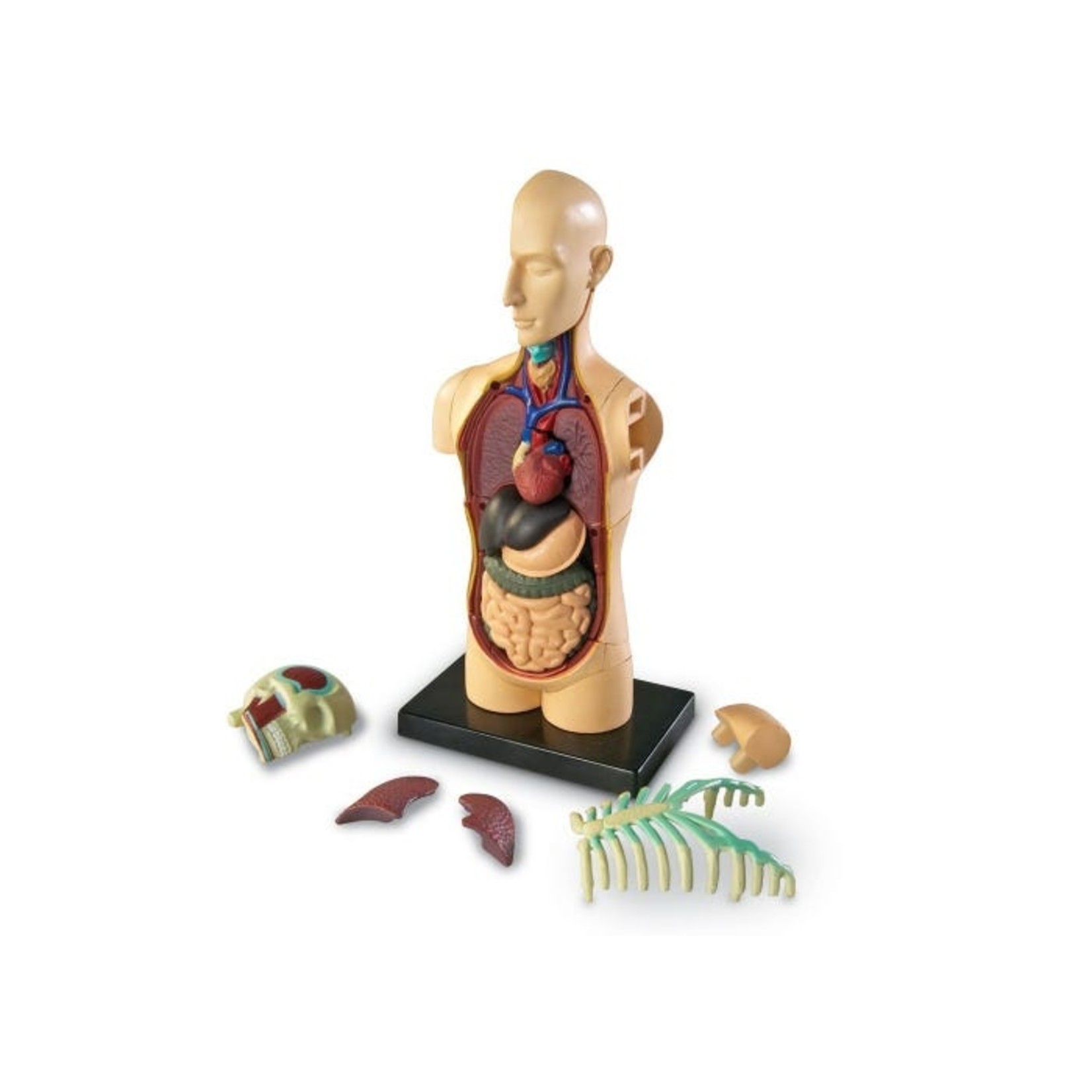 LEARNING RESOURCES INC Anatomy Model - Human Body